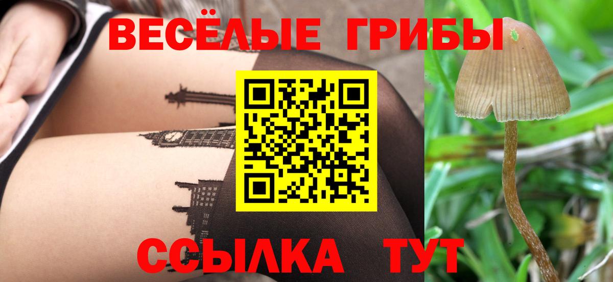 Новошахтинск  Псилоцибиновые грибы Cubensis  Вход с VPN 